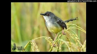 Download Suara Kicau Burung Ciblek Sawah