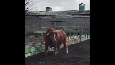 Злой бык, бычара просто красавец✊