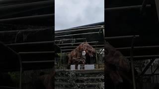 Dino Dash Coaster Dinosaur Attack POV at Emerald Park, Ireland #shorts #dinosaur #themepark #rides