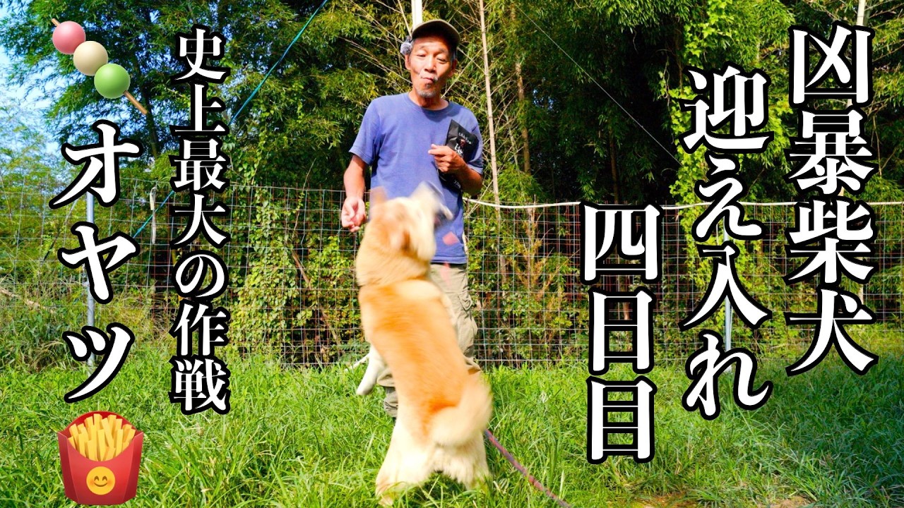【凶暴柴犬】4日目 遠山くんに美味しいオヤツで仲良くなれるかやってみた🥰