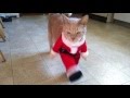Cat Dreseed As Santa Does Can-Can Dance Cat Dreseed As Santa Does Can-Can Dance