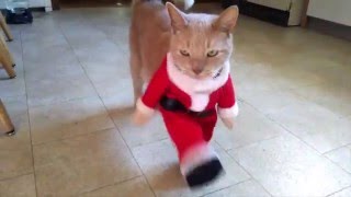 Cat Dreseed As Santa Does Can-Can Dance Cat Dreseed As Santa Does Can-Can Dance