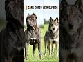 Cane corso vs wolf dog who is more powerful?? Watch till the end to see!! #shorts #dogs