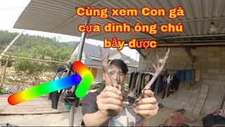 CON GÀ CỦA CHÚ HÀNG XÓM BẤY ĐƯỢC CHẮC THÀNH CỤ KỊ RỒI ANH EM NHỈ SĂN GÀ RỪNG BẪY GÀ RỪNG MỚI NHẤT