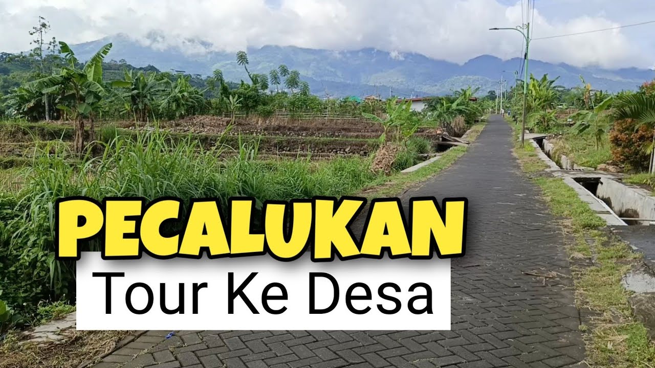 Tour Ke Desa Gambiran Sampai Sawah Pecalukan 