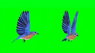 Bird Stampede Green Screen Cartoon Animal Stampede Green Screen Bird