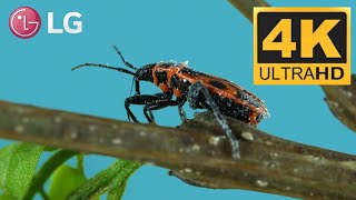 LG 4K DEMO HDR BLOOMING FLOWERS
