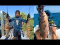 Cubera Snapper and GIANT Lobster on a POLESPEAR in the BAHAMAS - Episode 18