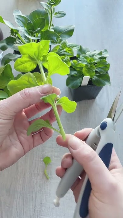 Черенкую петунию🌱🌸#петунияизсемян #черенкование - YouTube