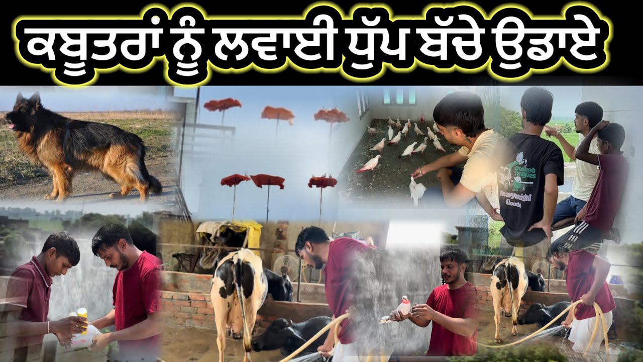 ਕਬੂਤਰਾਂ ਨੂੰ ਲਵਾਈ ਧੁੱਪ ਬੱਚੇ ਉਡਾਏ🕊️⛳️||