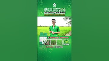 CỨNG CÂY 304 - GIÚP LÚA ĐỨNG CÂY, RỄ RA MẠNH, CHỐNG ĐỔ NGÃ HIỆU QUẢ #lua #idaglobal #cungcay #shorts
