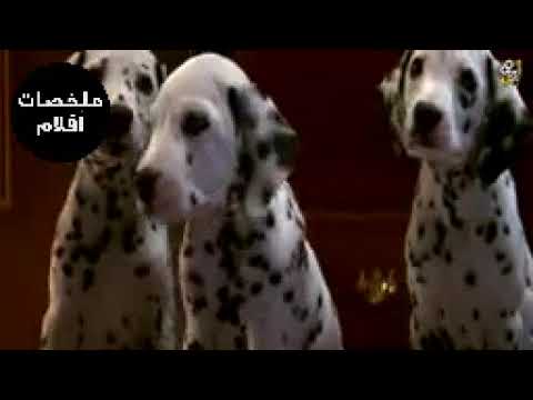 الكلب الذكر ابو نقط سوداء في ابيض