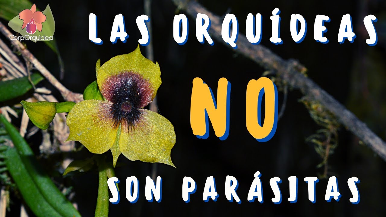 Las orquídeas NO son parasitas! - Corporquídea - thptnganamst.edu.vn