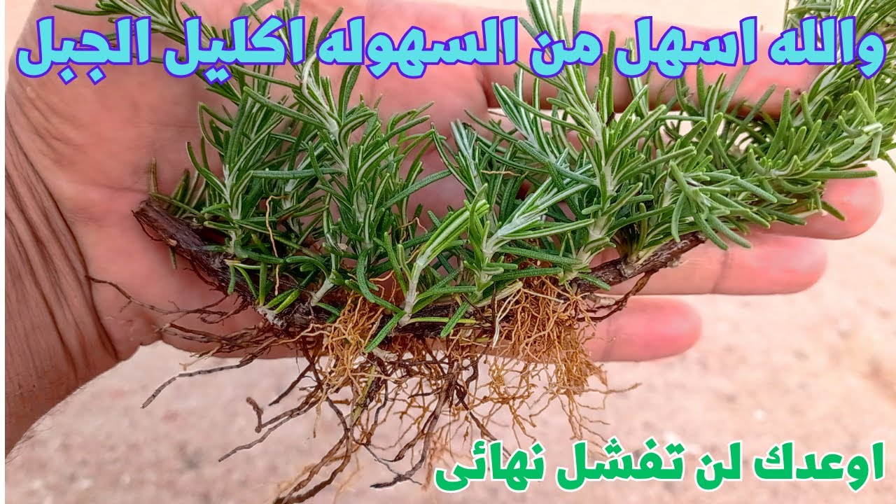 اكليل الجبل او الروزمارى لن تتخيل السهوله والبساطه فى اكثاره فى اى وقت فى العام وبدون فشل نهائى