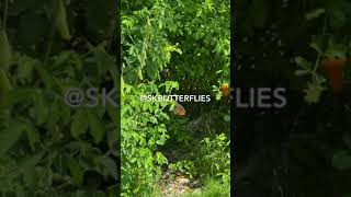 Butterflies mating