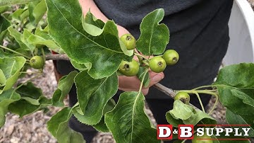 Thin Asian Pear Tree