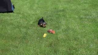Yorkie Puppies For Sale