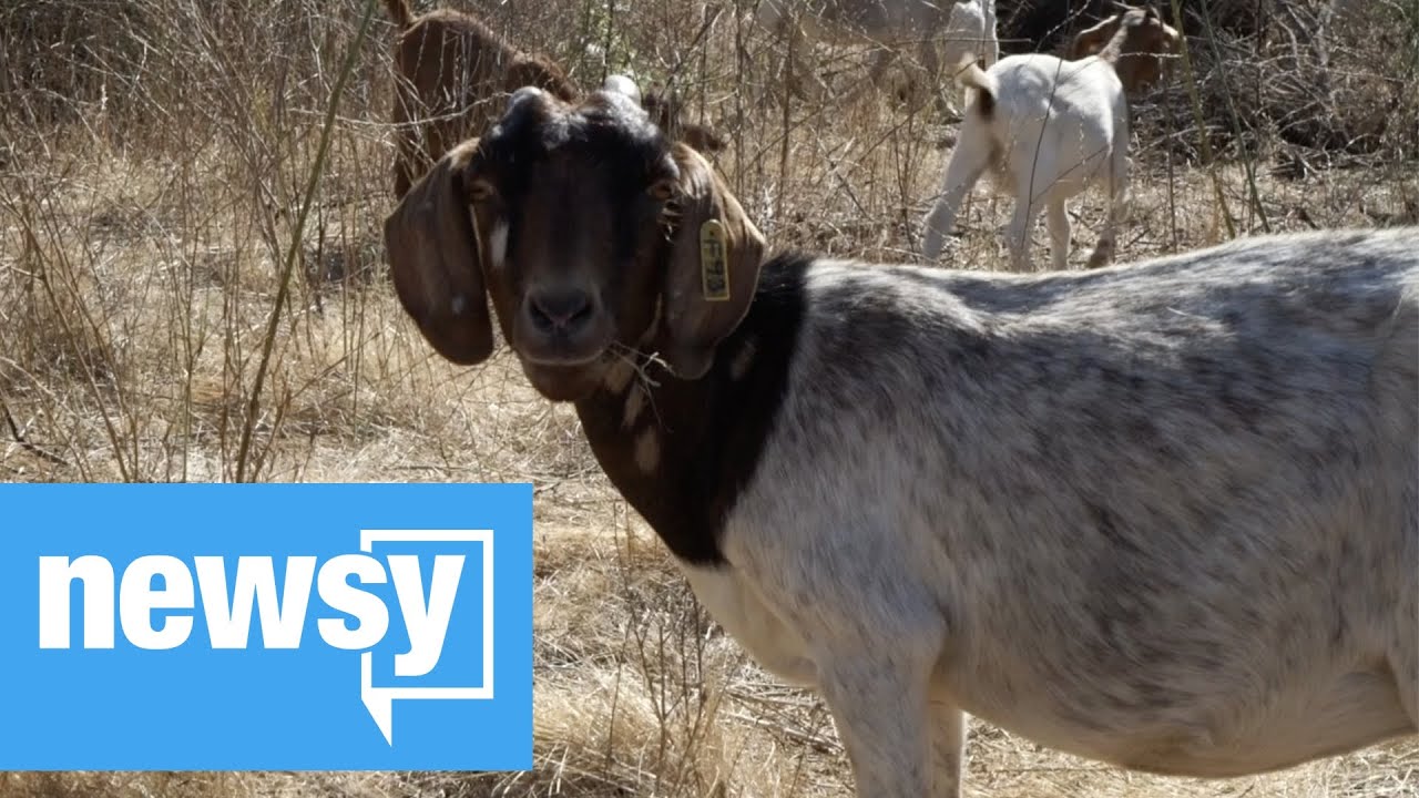 Goats Pitch In To Fight Wildfires Youtube 