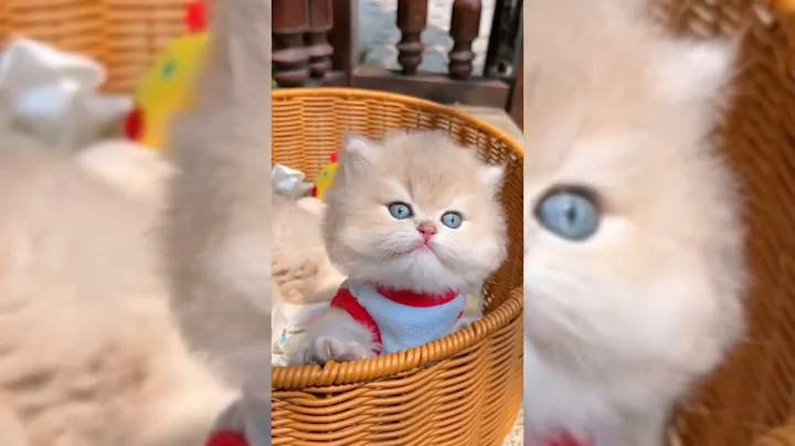 Watch the video about Little cat is so Beautiful and Funny 😍 #shorts #cutecat #viral 🌿🥀♥️