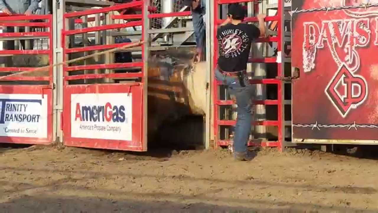 2014 DAVIS RODEO RANCH PRODUCTION SALE YouTube