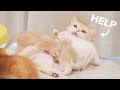 😡6 Crazy Kittens Challenge Mom&#39;s Patience