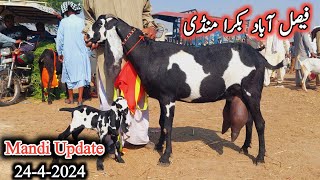 Today Latest Update Faisalabad Bakra Mandi 2024