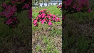 철쭉 붓꽃 소나무 감나무 주목나무 전지 분재 농장 조경 bonsai