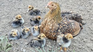 Naturbrut - Zwergwyandotten Entwicklung