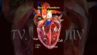 Heart Chamber And Heart Valves L