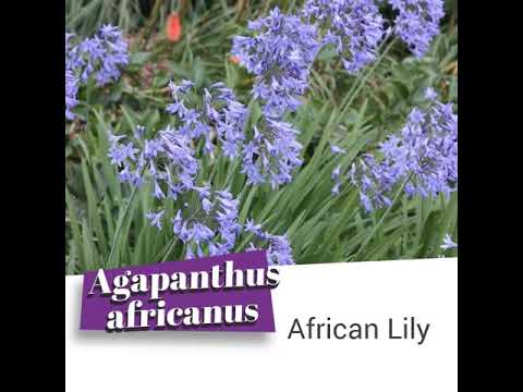 Agapanthus africanus