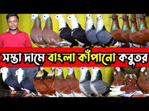 সস্তা দামে বাংলা কাঁপানো রাজ-গোল্লা কবুতর বিক্রি করা হবে || সিমিত দামে হাই কোয়ালিটি কবুতর কিনুন
