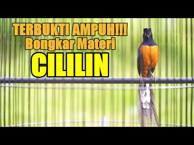 TERBUKTI AMPUH TEMBAKAN MURAI BATU ISIAN CILILIN BIKIN LANGSUNG NYAUT TAMBAH GACOR class=