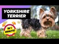 Yorkshire terrier  unconditional love in a petite package  1 minute animals