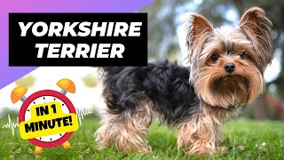 Yorkshire Terrier  Unconditional Love in a Petite Package! | 1 Minute Animals