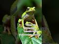 Wax Monkey Frog – Lotion lagane wala mendak #쩐다 #wildlife #animals #frog