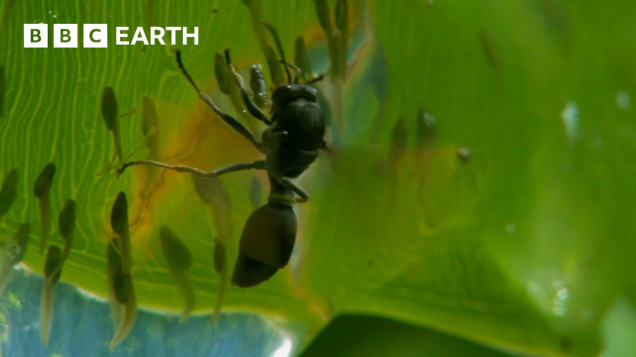 Tadpoles vs Wasps | BBC Earth