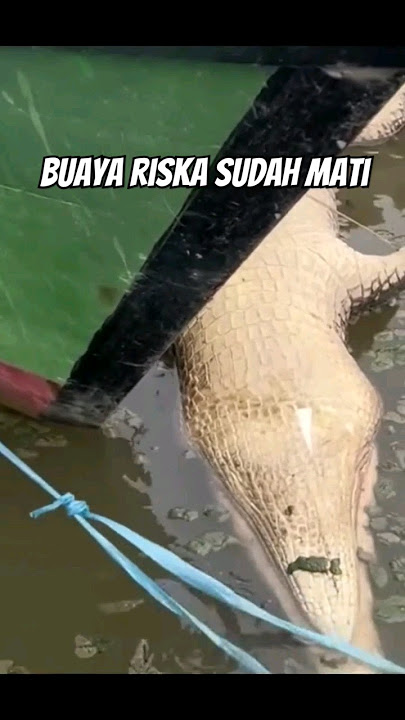PAK AMBO BAWA PULANG BUAYA RISKA #buaya #buayariska #crocodile #shorts #trending #short
