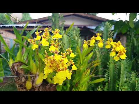 Literally Slowly Blooming