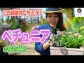 【初心者歓迎】極上のペチュニア寄せ植え！ポイントをわかりやすく解説！【園芸】【ガーデニング】#82