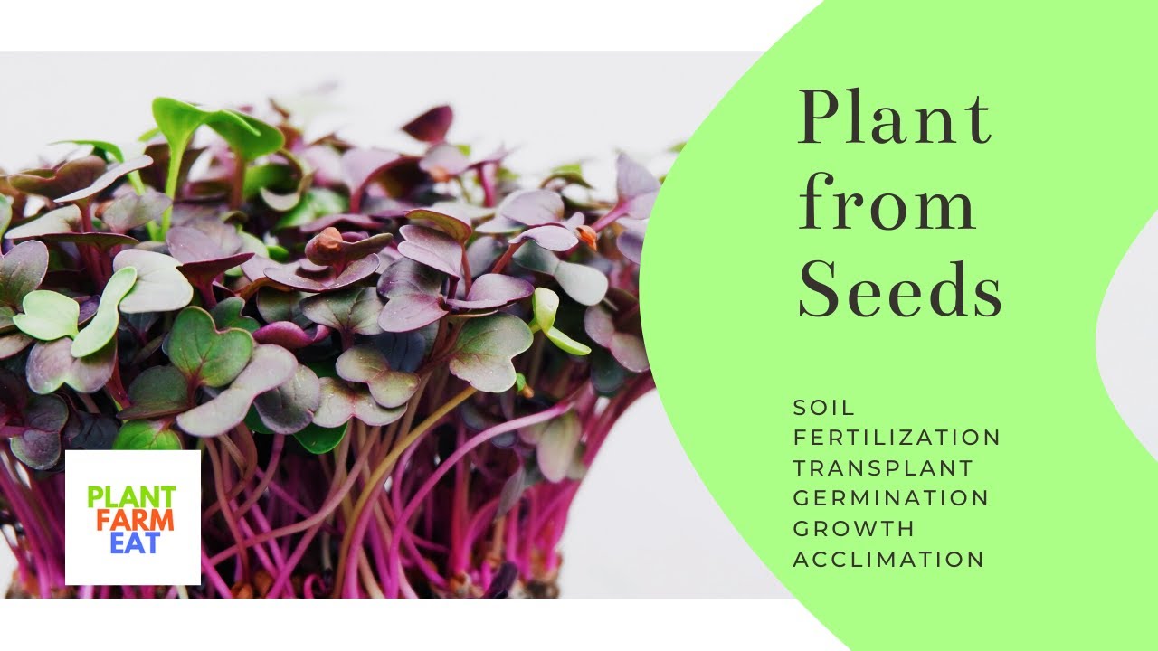 How to plant indoors from store bought seeds