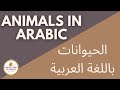 Animals in arabic (الحيوانات باللغة العربية)