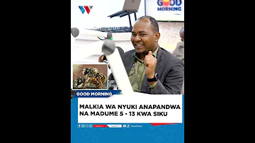 MALKIA WA NYUKI ANAPANDWA NA MADUME 5 MPAKA 13 KWA SIKU 