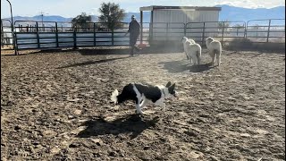 Kit, my Border Collie puppy’s round pen training herding sheep by BWR Stockdog Training 425 views 6 months ago 3 minutes, 16 seconds