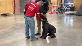 Natural Crop Giant Schnauzer Super Dog 'Wilson' 17 Mo Home Raised Personal Protection Dog Training by Protection Dog Sales 293 views 8 days ago 2 minutes, 22 seconds