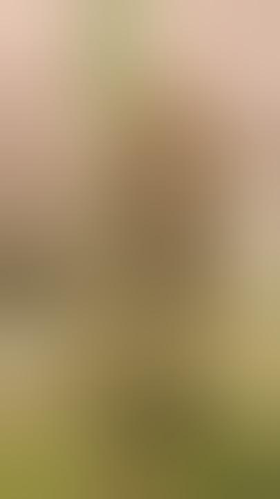 Sunset Sherbet Grow Cannabis Bloom Big Bazooka Original Oreoz