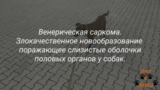 Собачка с венерической саркомой. Донецкий приют«4 ЛАПКИ» Собачка с венерической саркомой. Донецкий приют«4 ЛАПКИ»