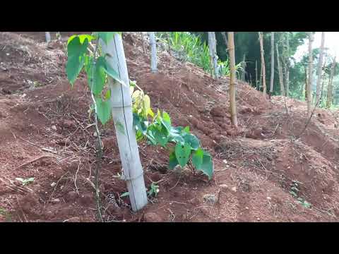 Yam planting