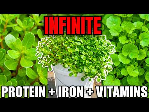 The 'Forbidden' Super Plants - Grow Unlimited Protein+Iron+Vitamins In A Bucket [FULL DOCUMENTARY]