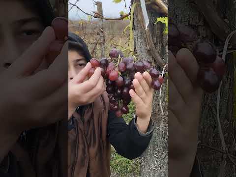 ყურძენი ნაპოლეონი (დონ მარიანო)