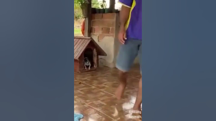 Cane intelligente #shorts #cane #intelligente